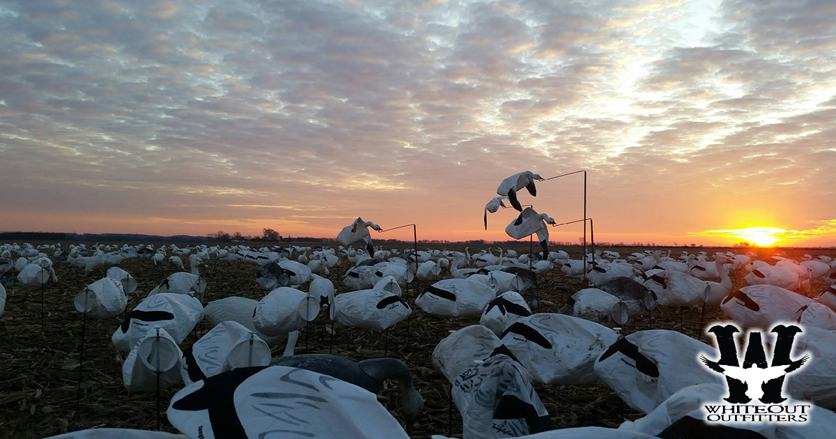 How Big Is the Decoy Spread Whiteout Outfitters Uses for Spring Snow Goose Hunts?