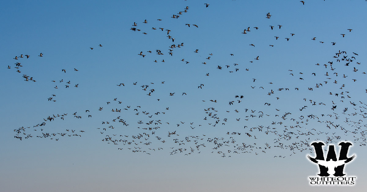 When & Where to Hunt Spring Snow Geese in the Central Flyway