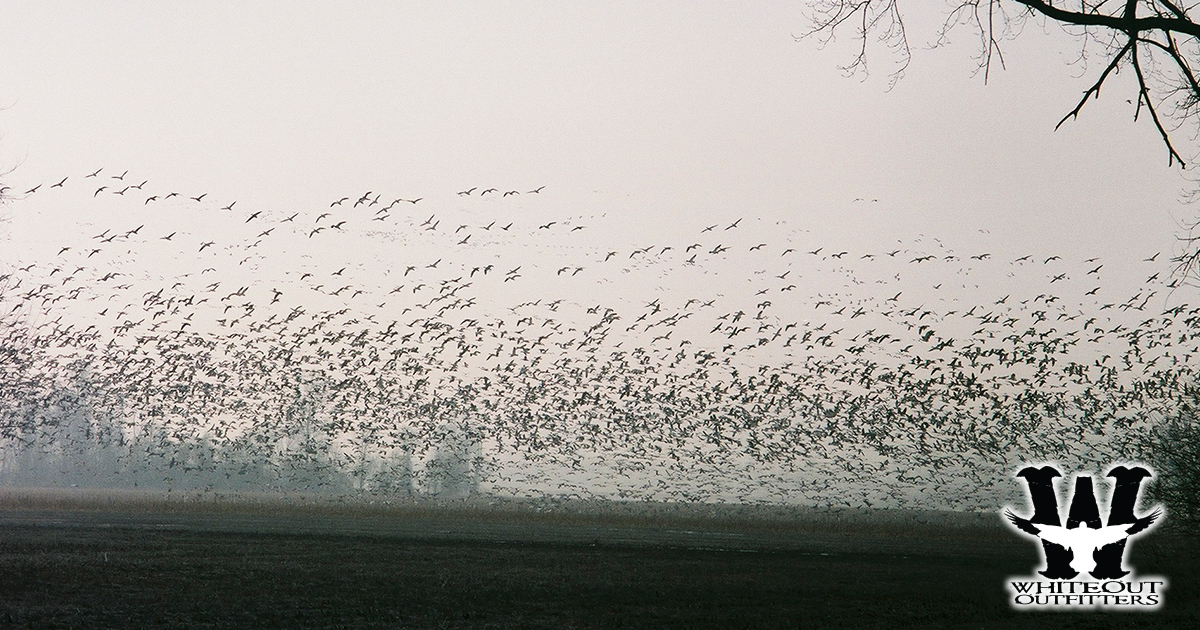 How Weather and Wind Influence Spring Snow Goose Migration in Missouri