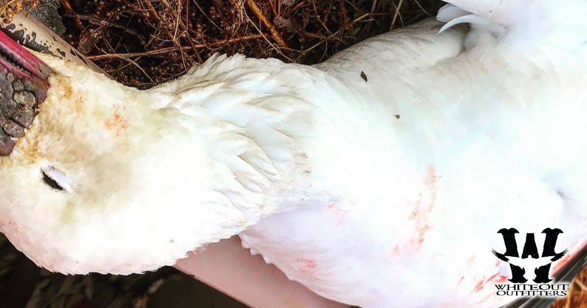 Snow Goose Hunt Bird Cleaning, Are Birds Cleaned as Part of the Hunt?