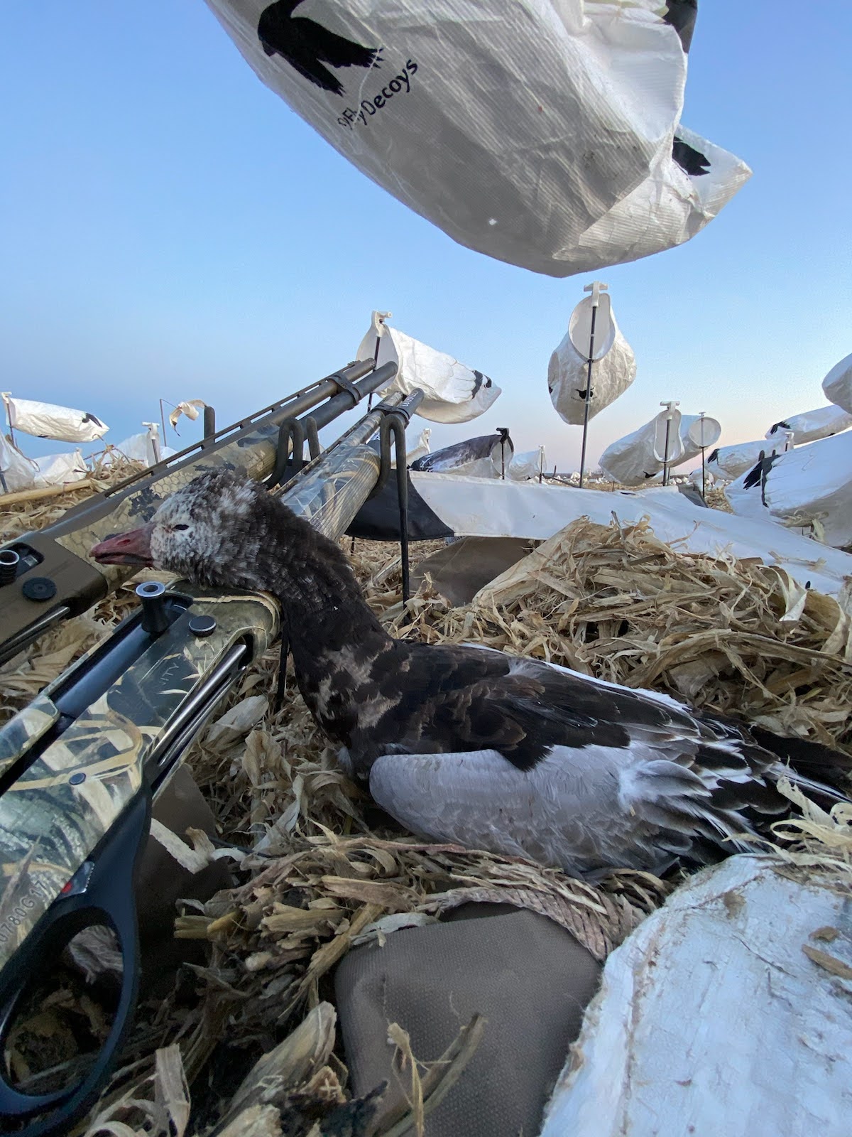 Whiteout Outfitters Spring Snow Goose Hunts spring-snow-goose-hunts-0301-0312-2023-1.jpg