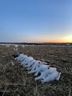 Whiteout Outfitters Spring Snow Goose Hunts spring-snow-goose-hunts-0301-0312-2023-10.jpg