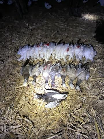 Whiteout Outfitters Spring Snow Goose Hunts spring-snow-goose-hunts-0301-0312-2023-12.jpg