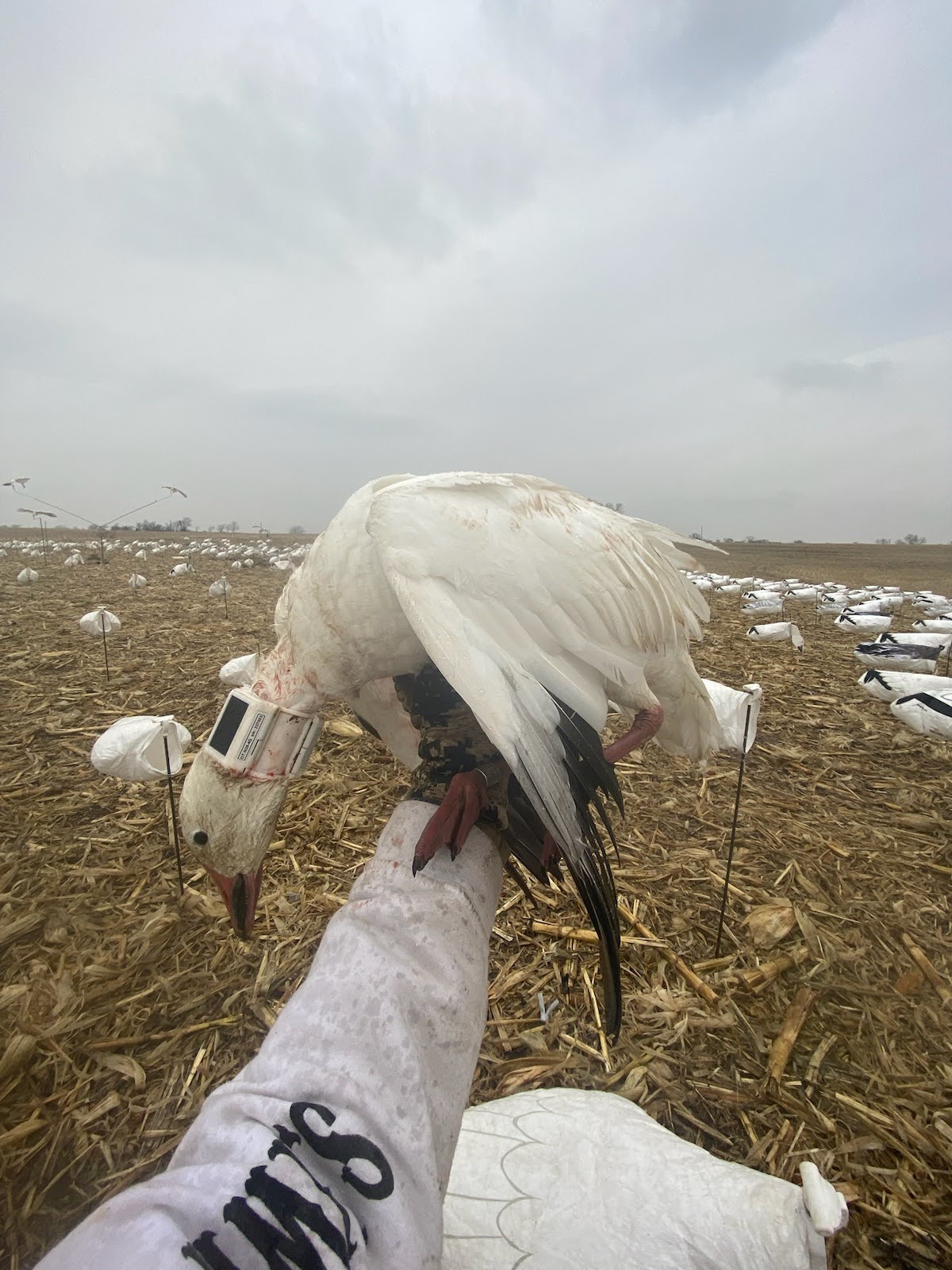 Whiteout Outfitters Spring Snow Goose Hunts spring-snow-goose-hunts-0301-0312-2023-14.jpg