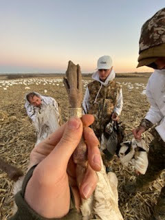 Whiteout Outfitters Spring Snow Goose Hunts spring-snow-goose-hunts-0301-0312-2023-8.jpg