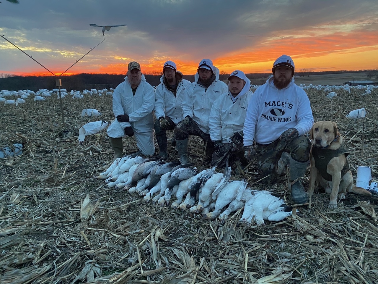 Whiteout Outfitters Spring Snow Goose Hunts spring-snow-goose-hunts-whiteout-outfitters-022123.jpg