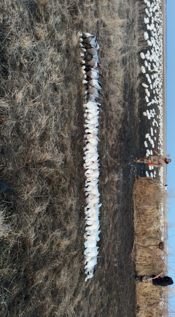 Whiteout Outfitters Spring Snow Goose Hunts spring-snow-goose-hunts-whiteout-outfitters-022523-4.jpg