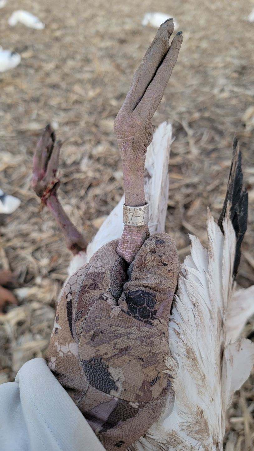 Whiteout Outfitters Spring Snow Goose Hunts spring-snow-goose-hunts-whiteout-outfitters-022623-3.jpg