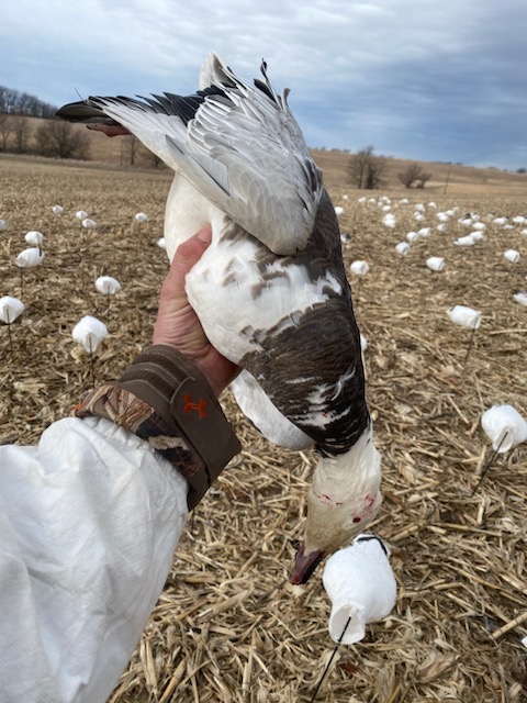 Whiteout Outfitters Spring Snow Goose Hunts spring-snow-goose-hunts-whiteout-outfitters-022623-6.jpg